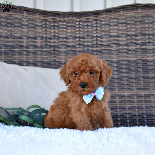 Aspen, Cavapoo Puppy