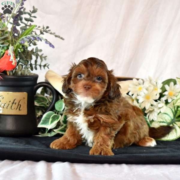 Aspen, Shih-Poo Puppy