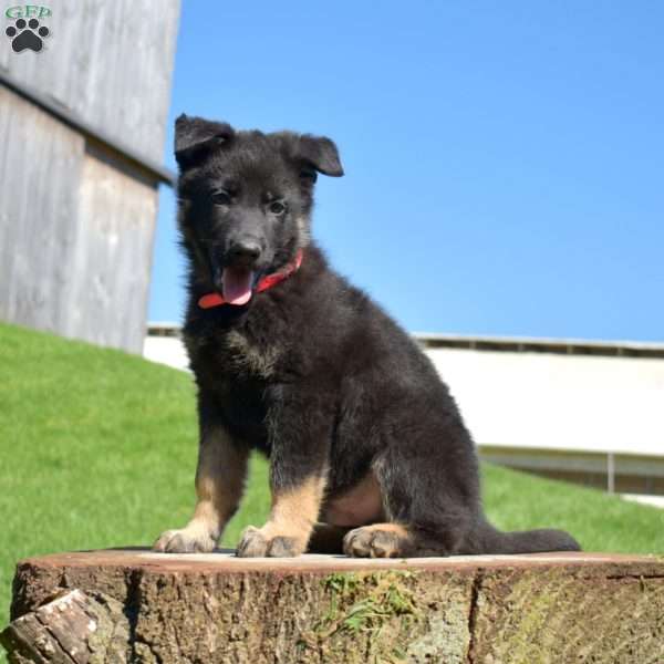 Aspen, German Shepherd Puppy