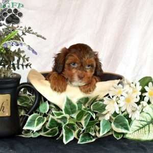 Aspen, Shih-Poo Puppy