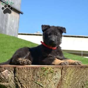 Aspen, German Shepherd Puppy