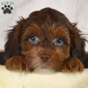 Aspen, Shih-Poo Puppy