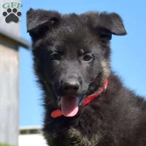 Aspen, German Shepherd Puppy