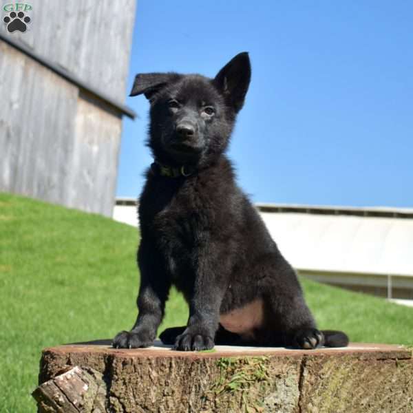 Athena, German Shepherd Puppy