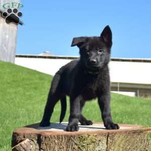 Athena, German Shepherd Puppy