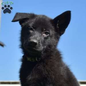 Athena, German Shepherd Puppy