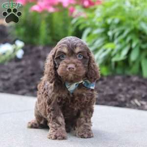 Atlas, Cockapoo Puppy