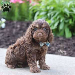 Atlas, Cockapoo Puppy