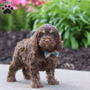 Atlas, Cockapoo Puppy