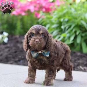 Atlas, Cockapoo Puppy
