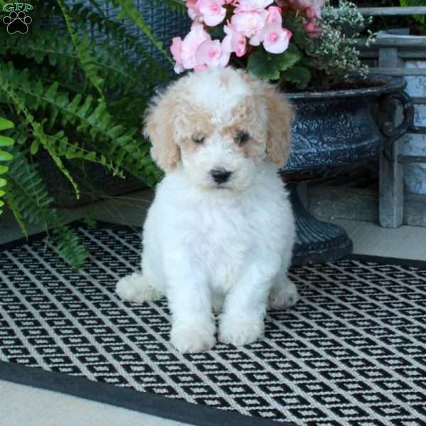 Atlas, Bich-Poo Puppy