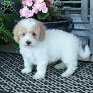 Atlas, Bich-Poo Puppy