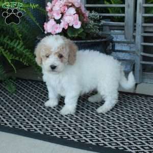 Atlas, Bich-Poo Puppy