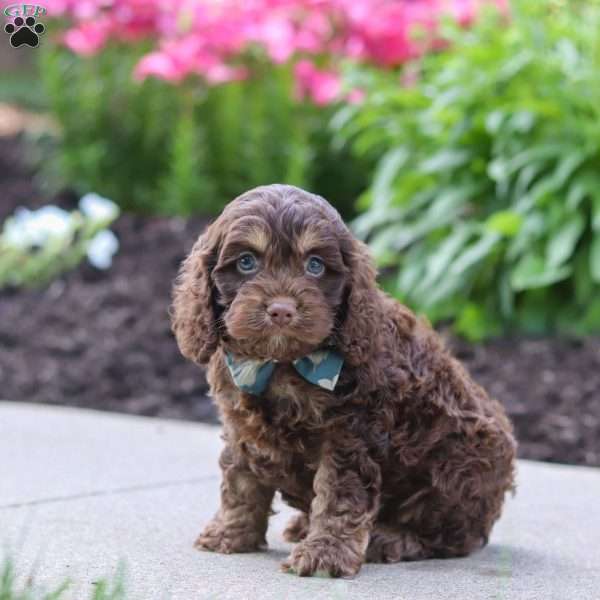Atlas, Cockapoo Puppy