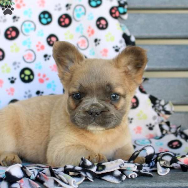 Atticus, French Bulldog Puppy
