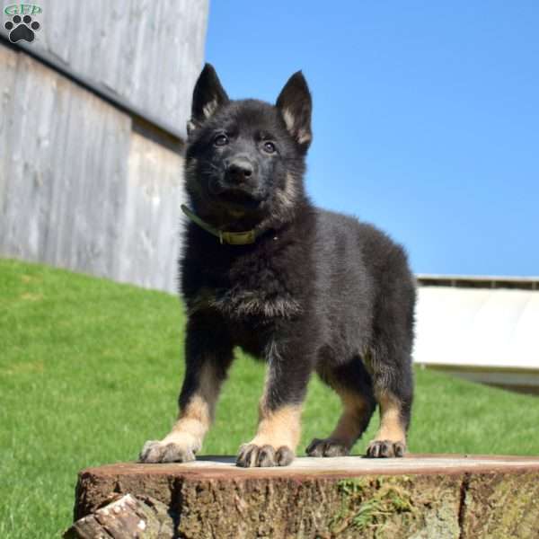 Atticus, German Shepherd Puppy