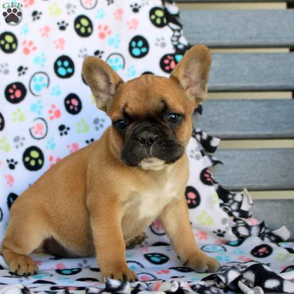 August, French Bulldog Puppy