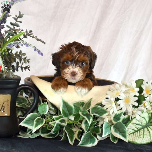 Aurora, Shih-Poo Puppy