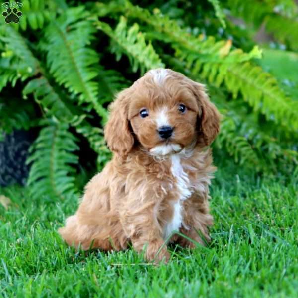 Austin, Cavapoo Puppy