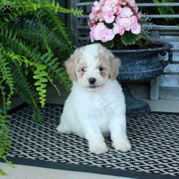 Autumn, Bich-Poo Puppy