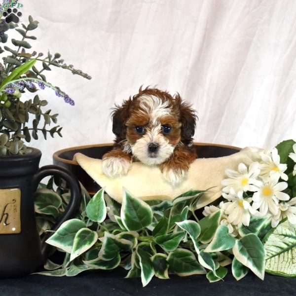 Autumn, Shih-Poo Puppy