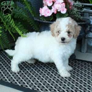 Autumn, Bich-Poo Puppy