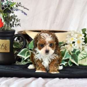 Autumn, Shih-Poo Puppy