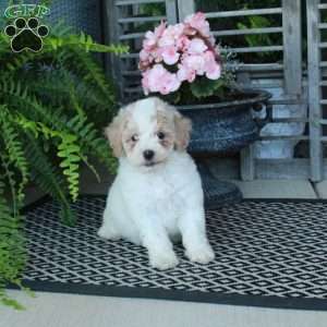 Autumn, Bich-Poo Puppy