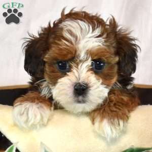 Autumn, Shih-Poo Puppy