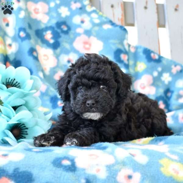 Ava, Miniature Poodle Puppy
