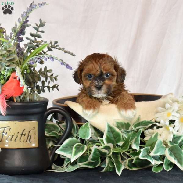 Ava, Shih-Poo Puppy