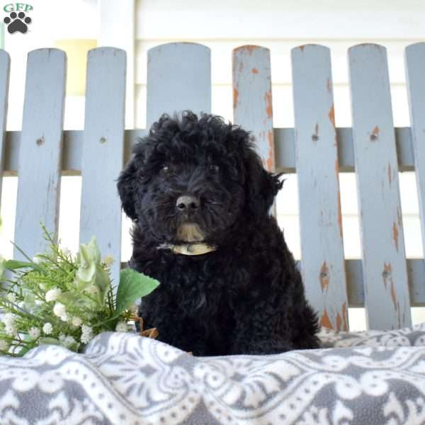 Ava, Miniature Poodle Puppy