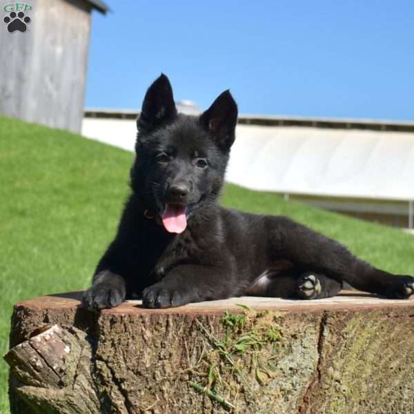 Ava, German Shepherd Puppy