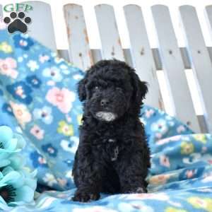 Ava, Miniature Poodle Puppy