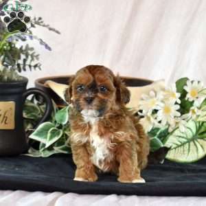 Ava, Shih-Poo Puppy
