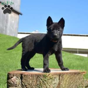 Ava, German Shepherd Puppy