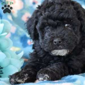 Ava, Miniature Poodle Puppy