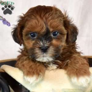 Ava, Shih-Poo Puppy