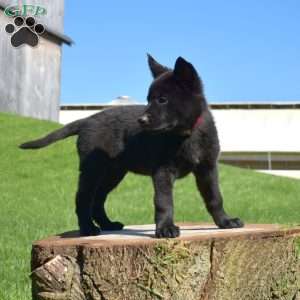 Ava, German Shepherd Puppy