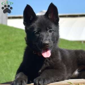 Ava, German Shepherd Puppy