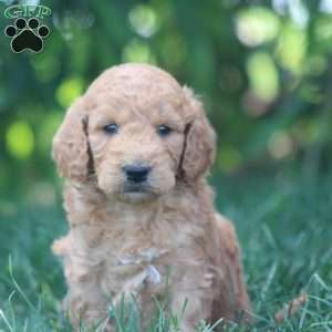 Axel, Mini Goldendoodle Puppy