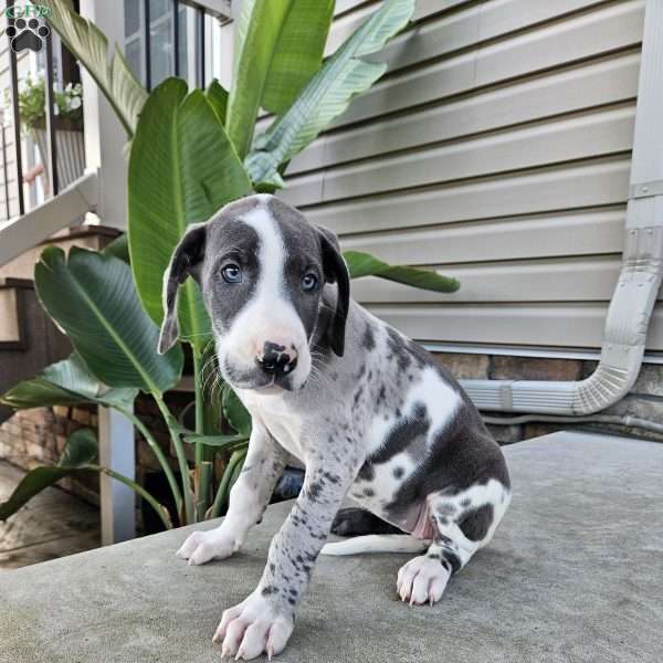 Beatrice, Great Dane Puppy
