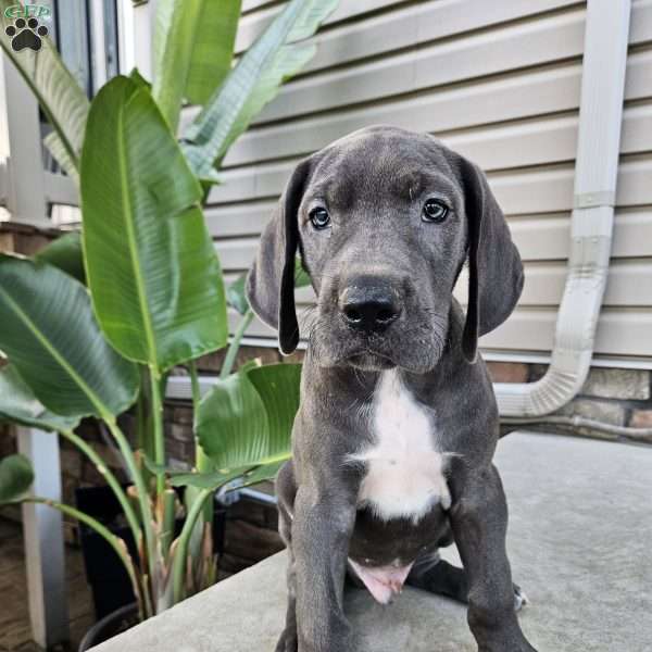Blake, Great Dane Puppy