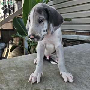 Boaz, Great Dane Puppy