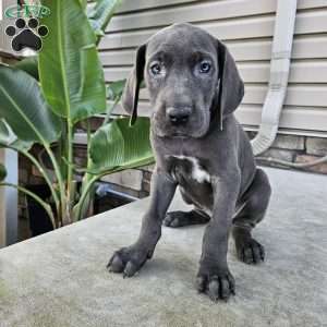 Brinley, Great Dane Puppy