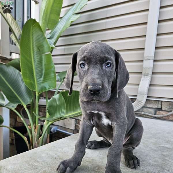 Brinley, Great Dane Puppy
