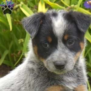 Big Ben, Blue Heeler – Australian Cattle Dog Puppy