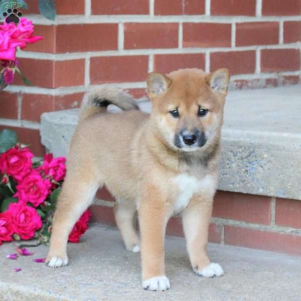 Bagel, Shiba Inu Puppy
