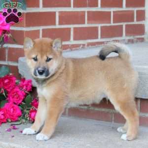 Bagel, Shiba Inu Puppy