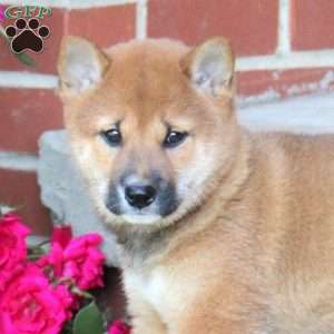 Bagel, Shiba Inu Puppy